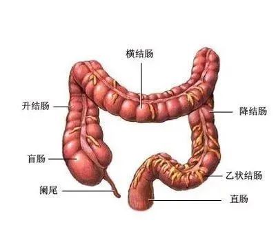 car-t细胞疗法治疗结直肠癌肿瘤的最新研究