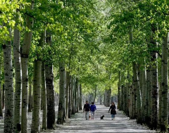 在北京遇见的那些家乡树