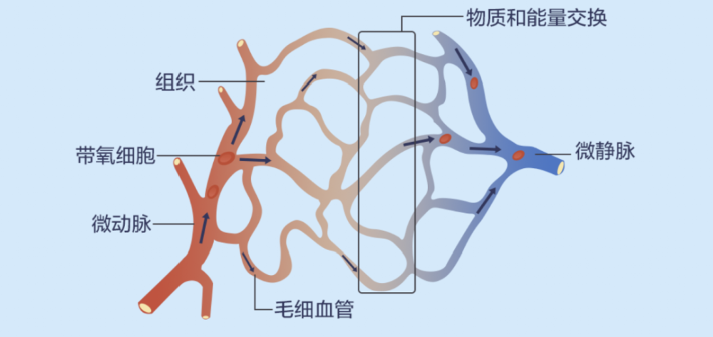 白癜风患者 进来了解你该知道的微循环知识!