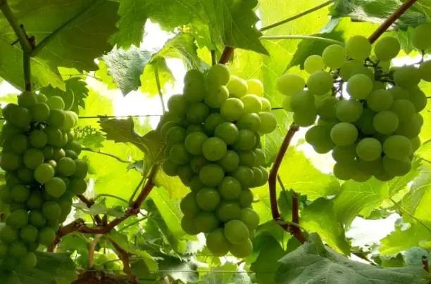 "阳光玫瑰""甜蜜蓝宝石"难分伯仲?种植户告诉你其中