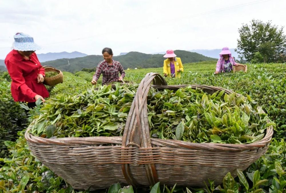 在保康县马良镇曾家垭村,茶园里一派生机盎然,茶农正忙着采摘茶叶