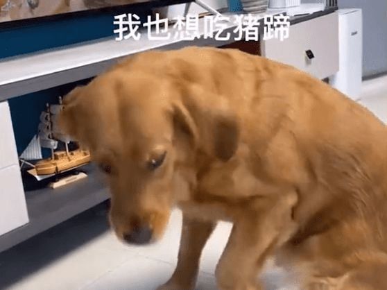 金毛盯着电视里的猪蹄流口水,转身将爪搭在宠物猪身上