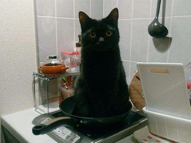 难怪这么少人养黑猫,太"吓人"了,让人难以接受