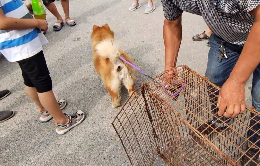 狗狗望着主人离去,狗贩子却在准备狗肉笼