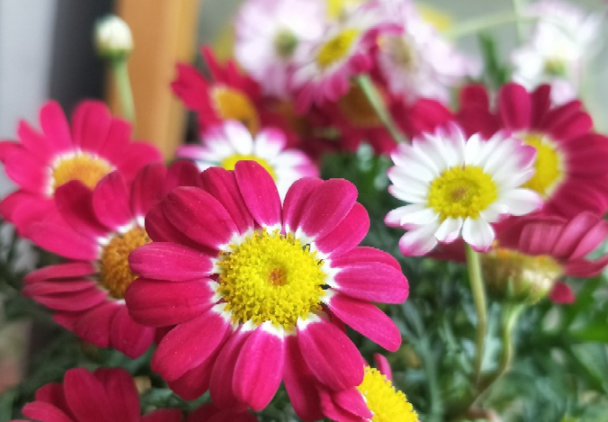喜欢逛花市,秋天碰到5种花要买下来,不仅开花美,而且非常好养