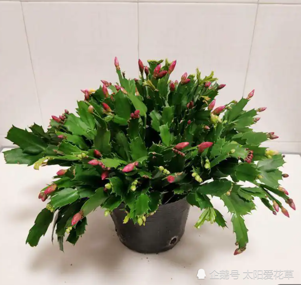 秋天养殖蟹爪兰,勤做5件事,枝端挂满花骨朵,开花多又漂亮