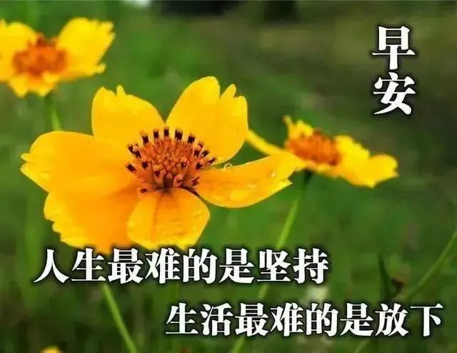微信早上暖心的祝福问候语,最美的早安文字问候图片