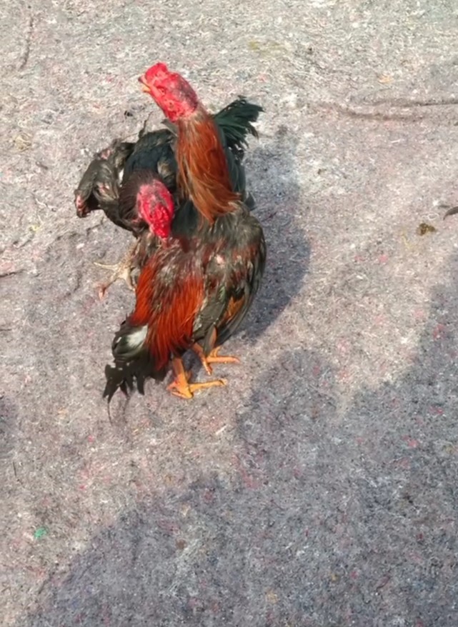 两只斗鸡都是泰鸡