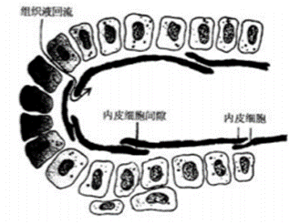 下图为毛细淋巴管盲端结构示意图,从图中我们可以看到,淋巴管内皮细胞