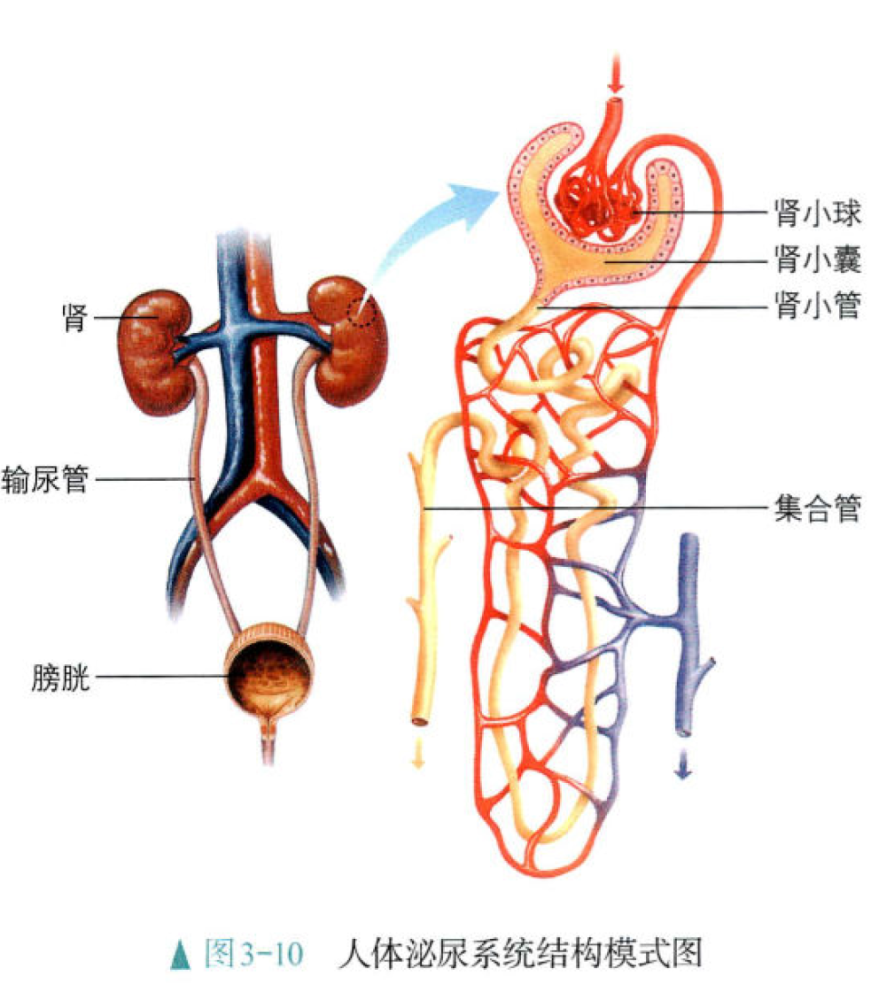 还记得上学时 生物书上的人体器官图吗?