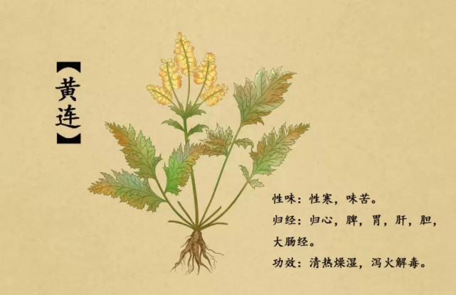 双黄连里没有黄连,那是什么植物做的?