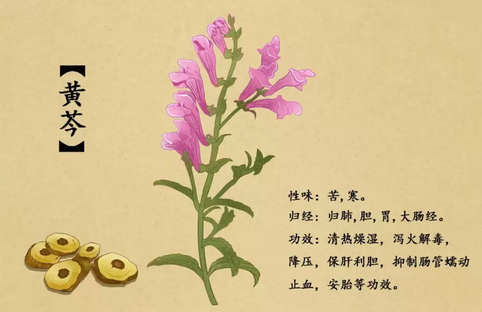 《中国药典2000版》记载本品是唇形科植物黄芩 scutellaria