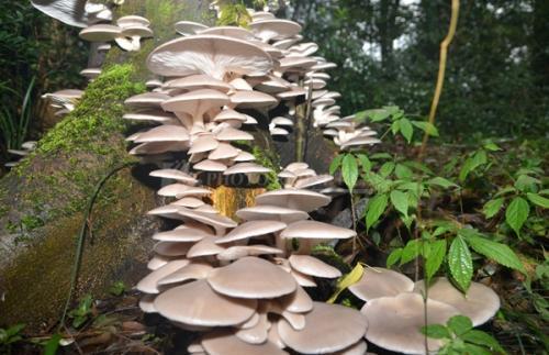 平菇,又名侧耳,冻菇,鲍鱼菇,腐生菌-木腐菌,在野外,早春和秋后枯死的