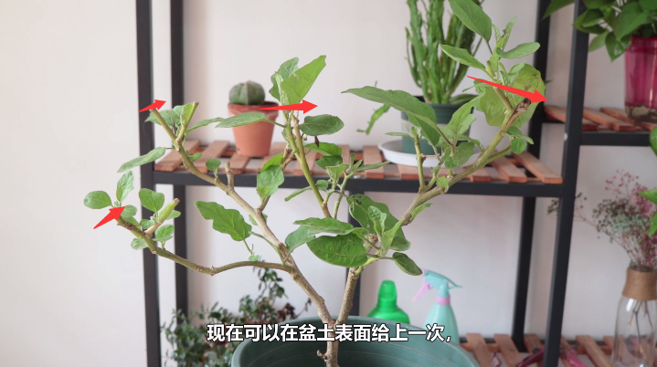 想要茄子盆栽入秋后还能收获3-4茬,这个操作很重要,一定要做好