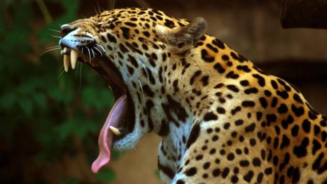 杭州疑现豹子,或是在当地消失20多年的金钱豹,它的成