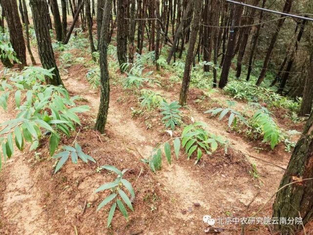 林下中药材生态种植现状分析及展望