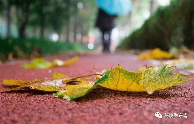 【诗歌】在季节的唇边,就等一场秋雨