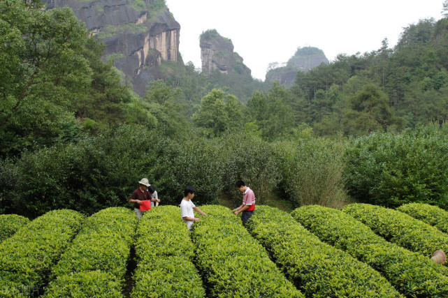 具有绿茶之清香,红茶之甘醇,是具有岩骨花香—岩韵特征的乌龙茶极品