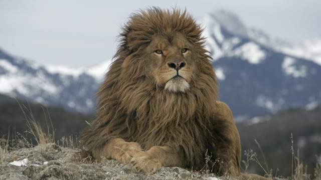 盘点狮子的一共14个亚种,其中并没有非洲狮,是不是很意外?
