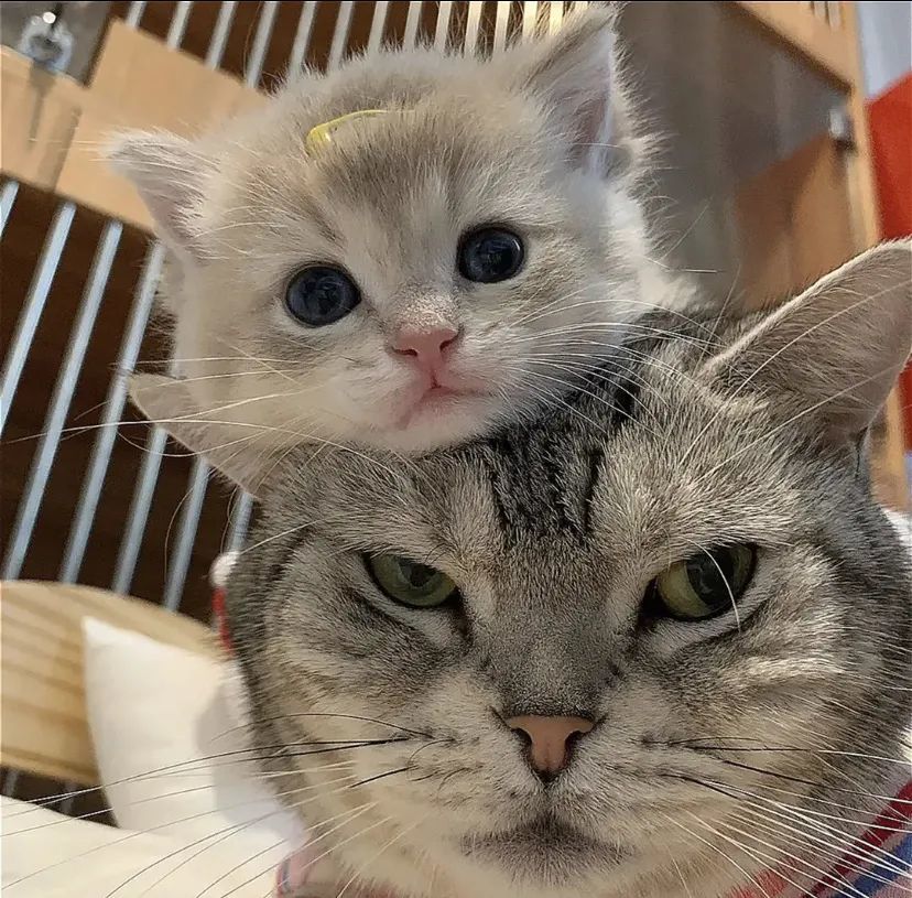 微信头像:搞怪 猫狗头像