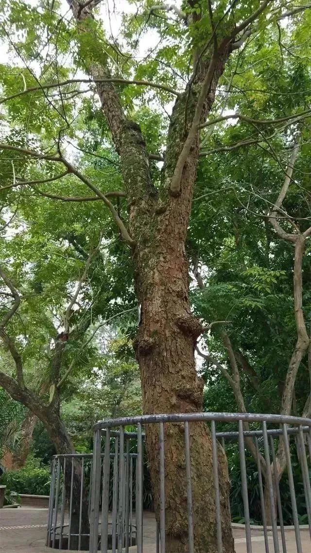 而沉香被誉为植物界的黄金可以入药还可以制香在文玩界也是神一般的