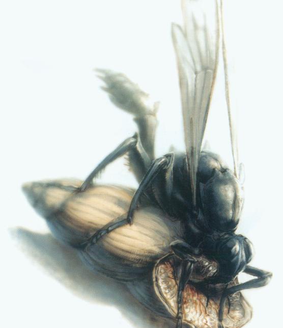 食蜗黑蝇(noxmuscus furvus),骷髅岛掠食性苍蝇之一只要是有腐肉的