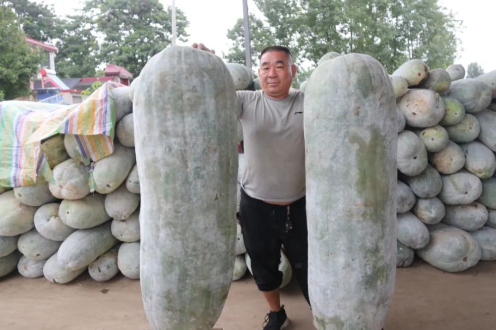临颍县王孟镇农民种植出了180斤重的大白冬瓜