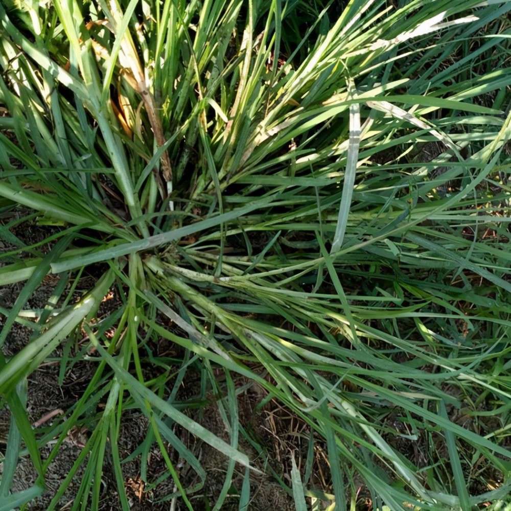 而开花却是三叉的,并且它的根极其发达,这种植物就是大名鼎鼎的牛筋草