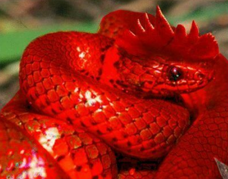 为何说鸡冠蛇是奇毒无比的蛇?它们真的存在吗?