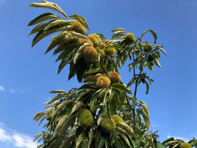 30-40年树龄的板栗树到处可见,每一颗板栗都在这里享受着充足的日光浴