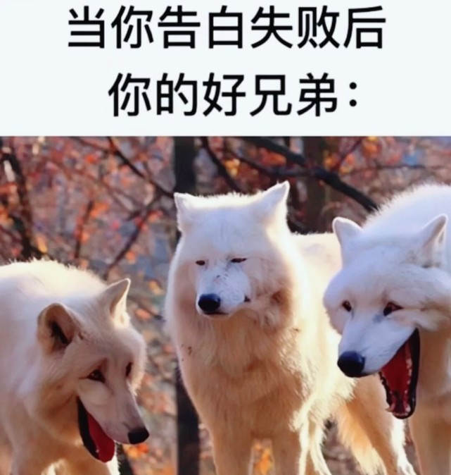 内容过于真实 搞笑图集