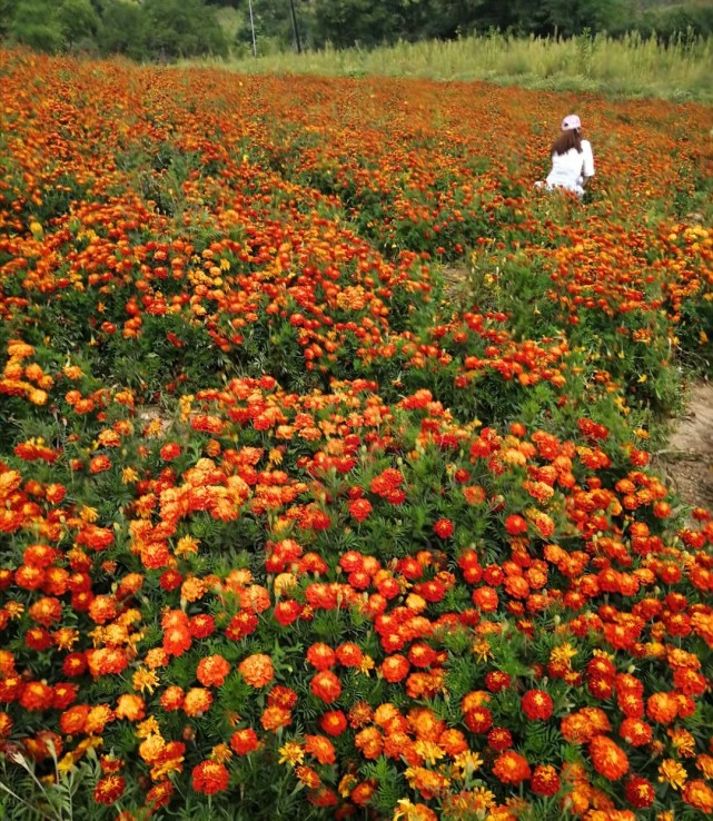 游南山第一花海