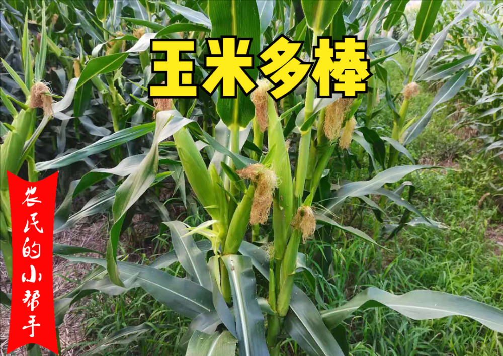 如果养分过多,出现营养过剩的现象,主茎上的玉米穗正常发育,对于的