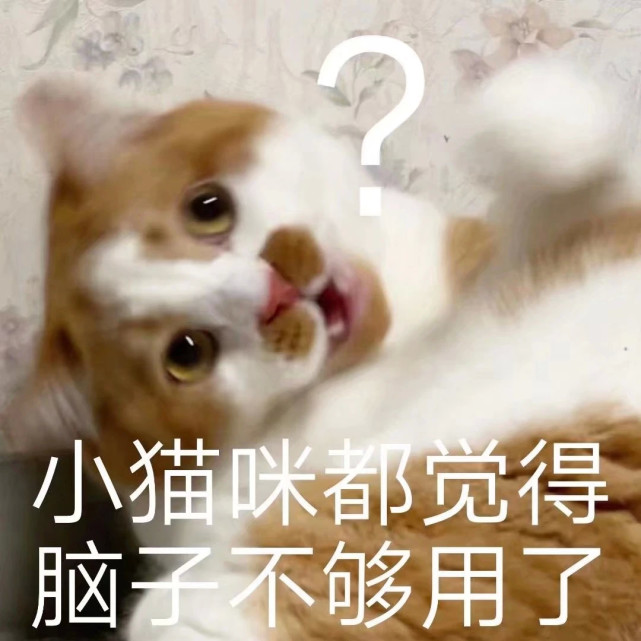 猫猫表情包|优雅 永不过时