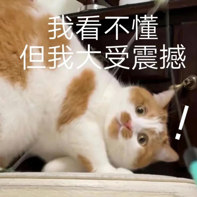 猫猫表情包|优雅 永不过时