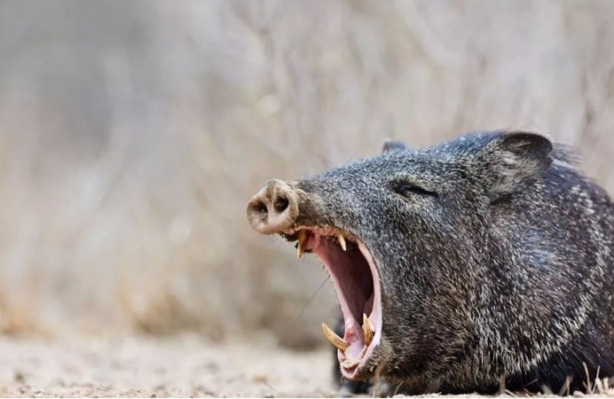 "野猪肉"要上市了?陕西对20万头野猪大开杀戒,它们犯了啥错?