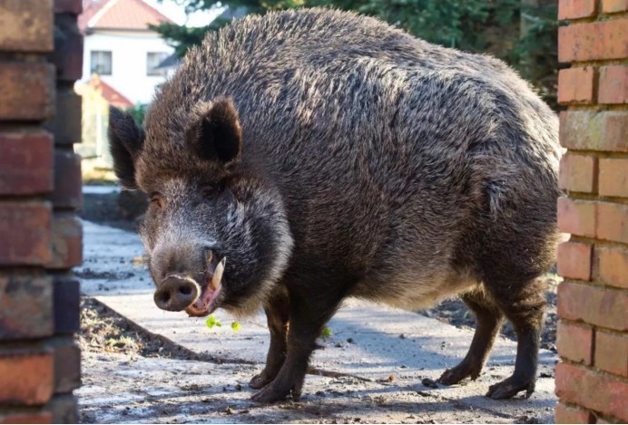 "野猪肉"要上市了?陕西对20万头野猪大开杀戒,它们犯了啥错?