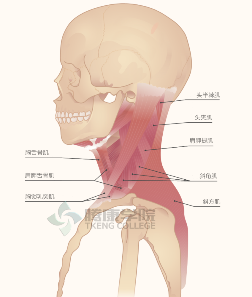 颈部痉挛的症状与缓解