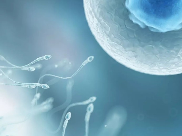 精子与卵子结合的那一刻会发出明亮闪光是在庆贺成功吗
