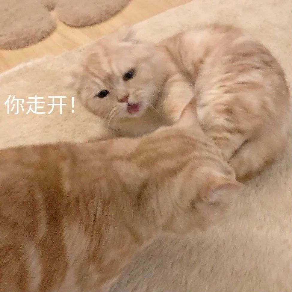 可爱猫猫表情包一我好想你鸭