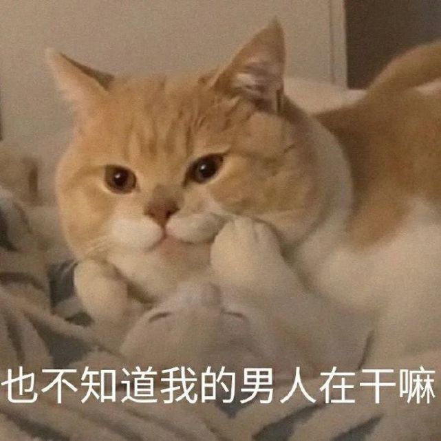 可爱猫猫表情包二也不知道我的男人在干嘛