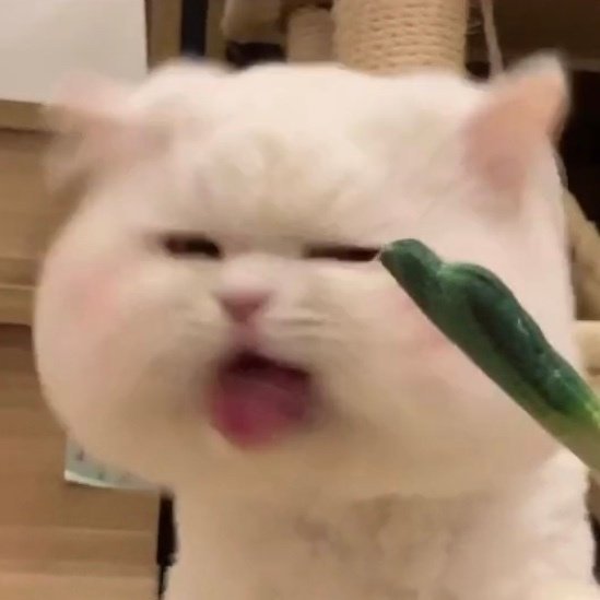 可爱猫猫表情包(三)退一步越想越委屈
