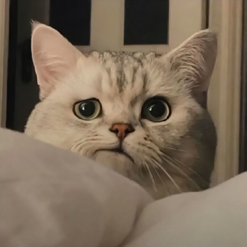 可爱猫猫表情包(三)退一步越想越委屈