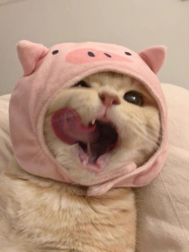 可爱猫猫表情包(三)退一步越想越委屈