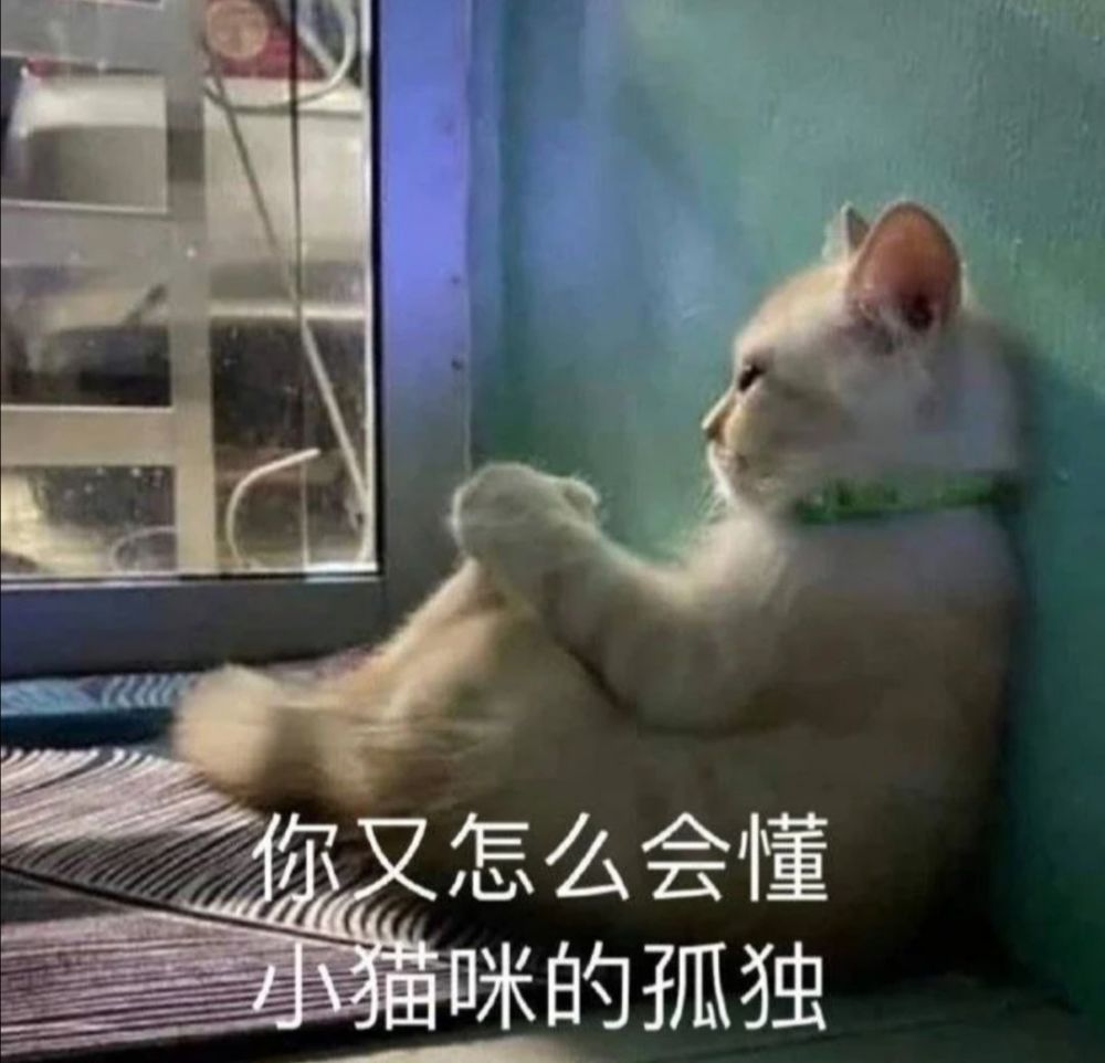 可爱猫猫表情包(四)富婆 饿饿 饭饭