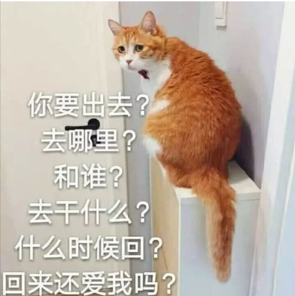 可爱猫猫表情包(四)富婆 饿饿 饭饭