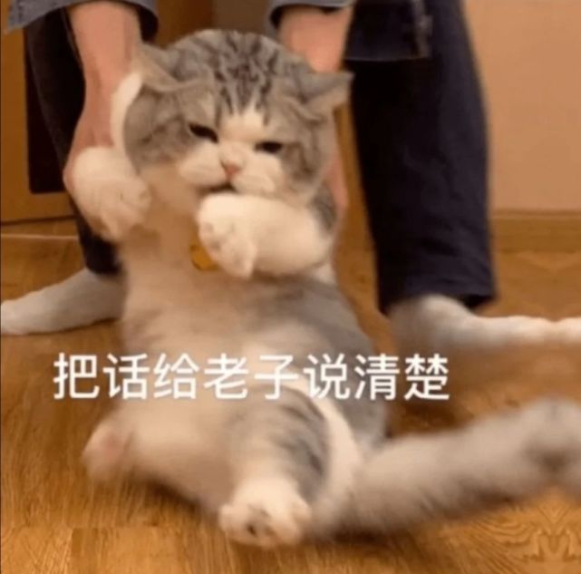 可爱猫猫表情包(五)一辈子单身 一辈子热泪盈眶