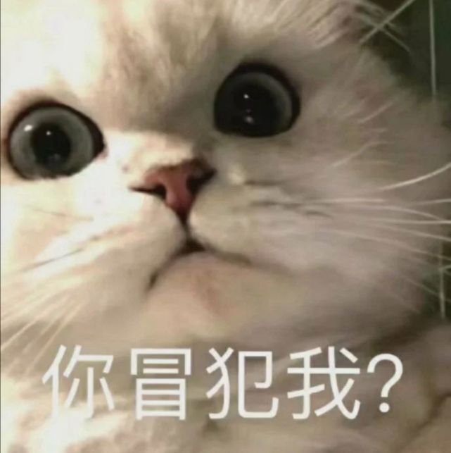 可爱猫猫表情包(五)一辈子单身 一辈子热泪盈眶