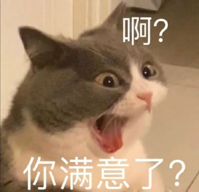 可爱猫猫表情包(五)一辈子单身 一辈子热泪盈眶