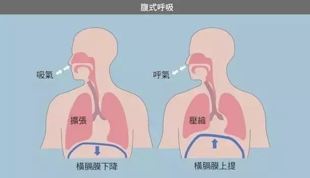 侧腹部会疼痛,除了运动强度大,超负荷外,与 横膈膜附近的深层肌肉未经